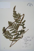 藏品(毛柄短腸蕨)的圖片