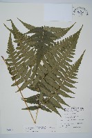 藏品(毛柄短腸蕨)的圖片