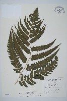 藏品(毛柄短腸蕨)的圖片