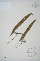 藏品(單葉雙蓋蕨)的圖片