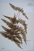 藏品(姬蕨)的圖片