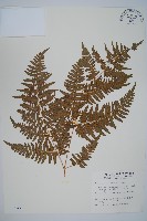 藏品(蕨)的圖片