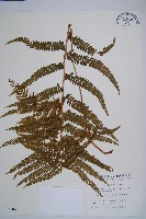 藏品(粗毛鱗蓋蕨)的圖片