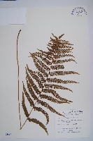 藏品(粗毛鱗蓋蕨)的圖片