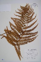 藏品(粗毛鱗蓋蕨)的圖片