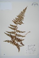 藏品(刺柄碗蕨)的圖片