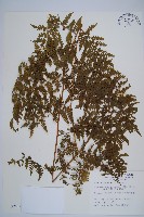 藏品(刺柄碗蕨)的圖片