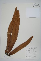 藏品(星蕨)的圖片