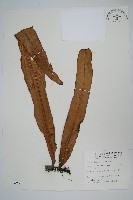 藏品(星蕨)的圖片