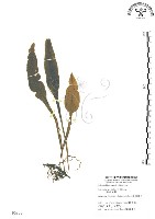 藏品(萊氏線蕨)的圖片