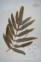 藏品(大線蕨)的圖片