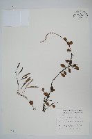 藏品(抱樹蕨、伏石蕨)的圖片