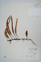 藏品(抱樹石葦)的圖片