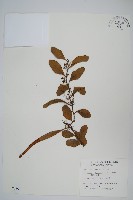 藏品(抱樹石葦)的圖片
