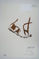 藏品(抱樹石葦)的圖片