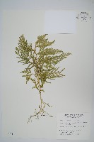 藏品(全緣卷柏)的圖片