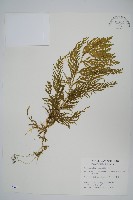 藏品(全緣卷柏)的圖片