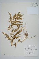 藏品(全緣卷柏)的圖片