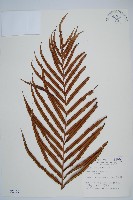 藏品(烏毛蕨)的圖片