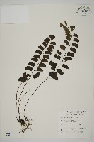 藏品(半月形鐵線蕨)的圖片