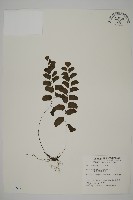 藏品(半月形鐵線蕨)的圖片