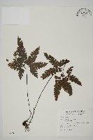 藏品(扇葉鐵線蕨)的圖片