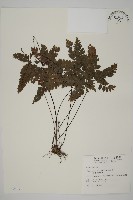 藏品(扇葉鐵線蕨)的圖片