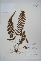 藏品(尾葉茯蕨)的圖片