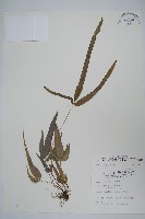藏品(岩鳳尾蕨)的圖片