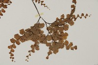 藏品(扇葉鐵線蕨)的圖片