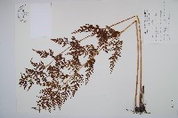 藏品(烏蕨)的圖片