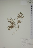 藏品(生根卷柏)的圖片