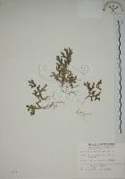 藏品(生根卷柏)的圖片