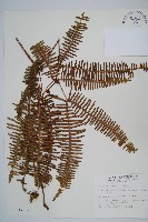 藏品(芒萁)的圖片