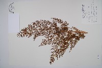 藏品(烏蕨)的圖片