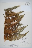 藏品(臺灣狗脊蕨)的圖片