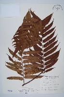 藏品(黑桫蕨)的圖片