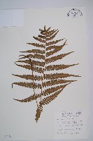 藏品(東洋蹄蓋蕨、假蹄蓋蕨)的圖片