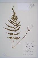 藏品(假蹄蓋蕨、東洋蹄蓋蕨)的圖片