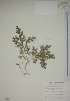 藏品(生根卷柏)的圖片