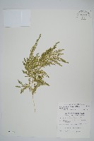 藏品(異葉卷柏)的圖片