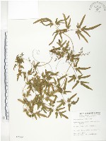 藏品(海金沙)的圖片