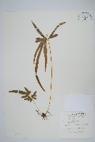 藏品(箭葉鳳尾蕨)的圖片