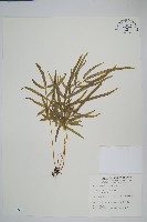 藏品(鳳尾蕨)的圖片