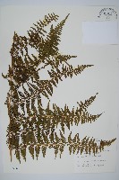 藏品(刺柄碗蕨)的圖片