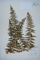 藏品(刺柄碗蕨)的圖片