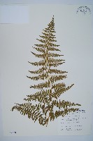 藏品(刺柄碗蕨)的圖片