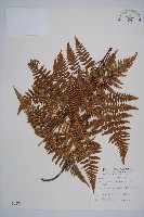 藏品(姬蕨)的圖片