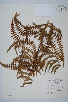 藏品(栗蕨)的圖片