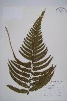 藏品(邊緣鱗蓋蕨)的圖片